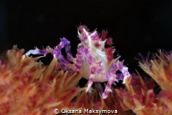 Candy Crab (Hoplophrys oatesi)
Anilao, Philippines by Oksana Maksymova 